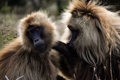 Close-up of a monkey