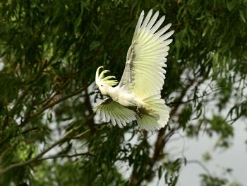 Cockatoo in flight