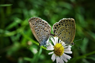 Close-up of butterfly pollinating on flower