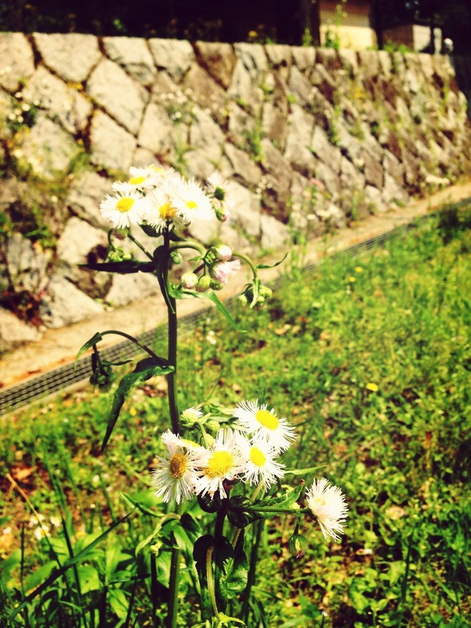 flower, freshness, fragility, growth, petal, flower head, plant, beauty in nature, blooming, nature, white color, in bloom, high angle view, leaf, close-up, blossom, day, stem, focus on foreground, no people