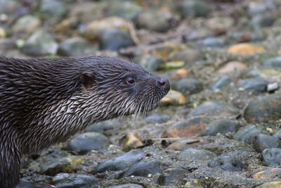 Close-up of an animal