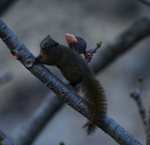 Close-up of lizard on tree