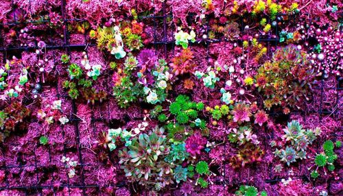 Full frame shot of pink flowers