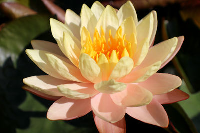 Close-up of white flower