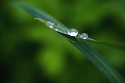 Close-up of water drops on grass