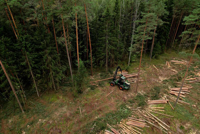 Forest harvester during sawing trees in a forest. forestry tree harvester on clearing forests.