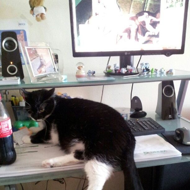 indoors, domestic animals, pets, animal themes, mammal, one animal, domestic cat, table, cat, home interior, chair, feline, sitting, relaxation, window, no people, book, desk, dog, home