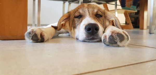 Portrait of a dog resting on floor at home