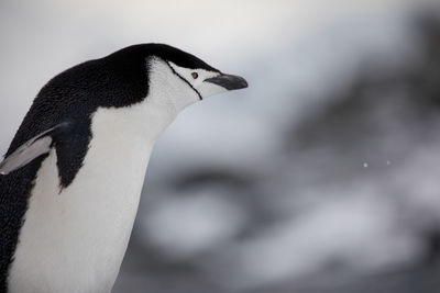 Close-up of a bird