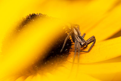 Close-up of insect on yellow flower