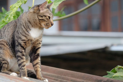 Close-up of a cat looking away