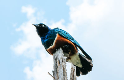 Low angle view of bird perching on wood against sky