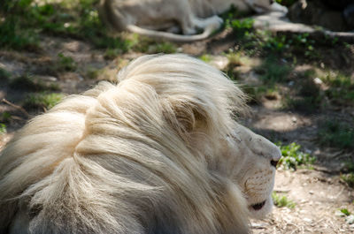 Close-up of white lion at zoo