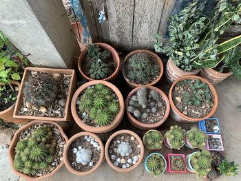 High angle view of potted plants