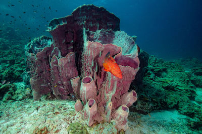 Close-up of fish swimming in sea