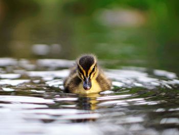 Front on image of duckling in lake