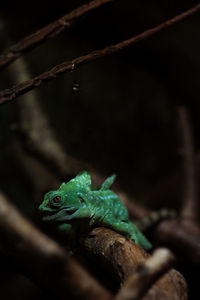 Close-up of frog on leaf