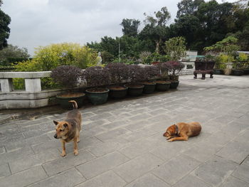 Dog lying on the ground