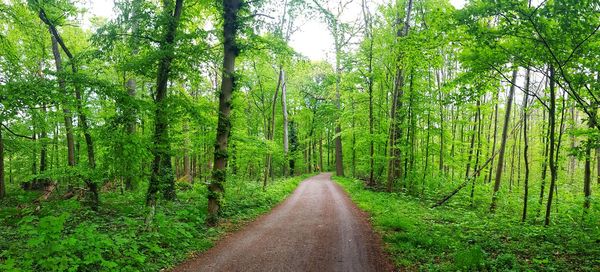 Empty road amidst trees in forest