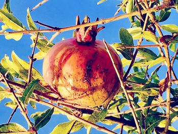 Low angle view of fruits on tree against blue sky