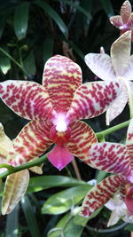 Close-up of pink flowers blooming outdoors