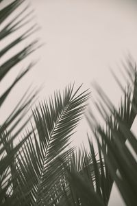 Close-up of palm tree against sky
