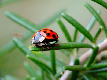 Close-up of ladybug on plant