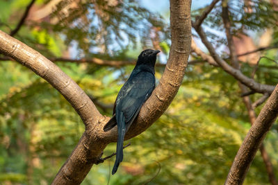 Low angle view of bird perching on branch