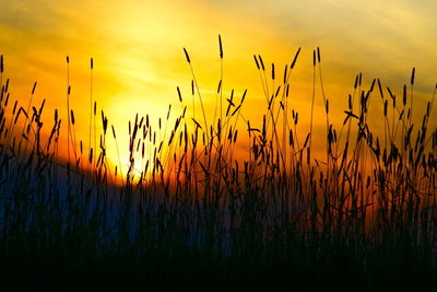 Silhouette plants growing on field against sky during sunset