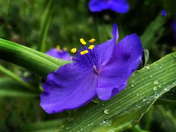 Close-up of purple flowering plant