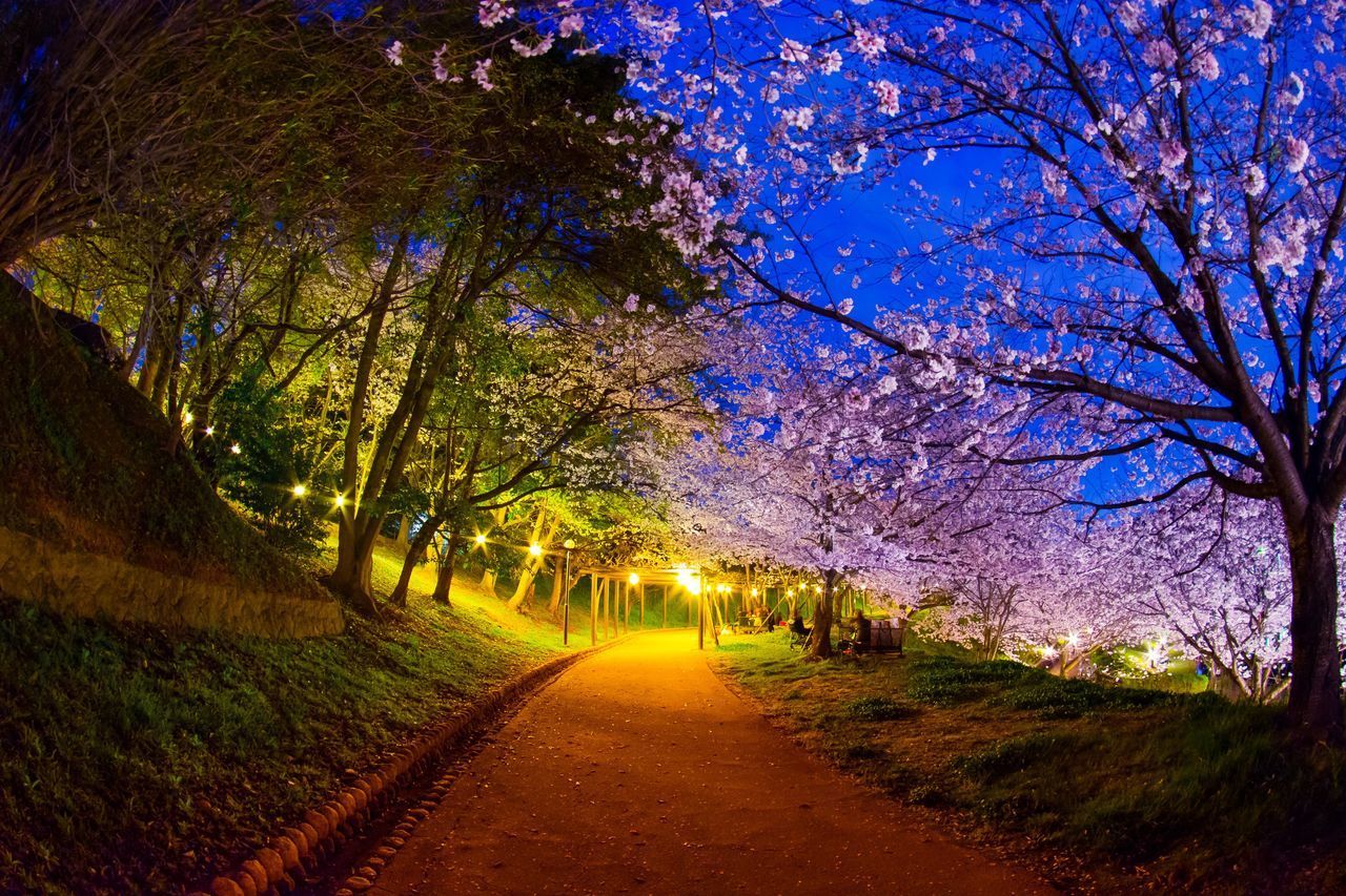 ROAD AMIDST TREES AND PLANTS DURING NIGHT