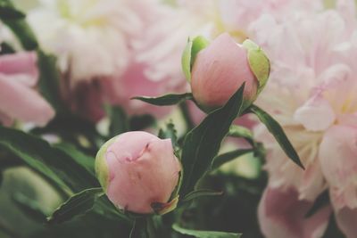 Close-up of fresh pink flower blooming in plant