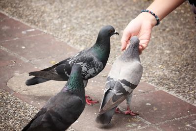 Low angle view of pigeon feeding on hand