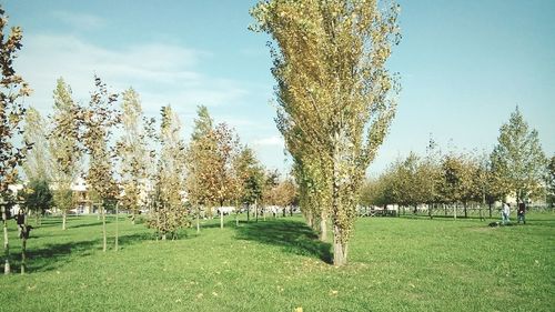 Trees in park against sky