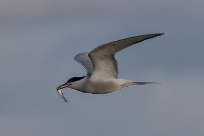 Close-up of seagull flying against clear sky