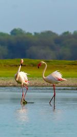 View of birds in lake