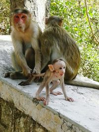 Portrait of monkey on monkeys