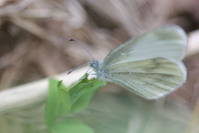Close-up of insect