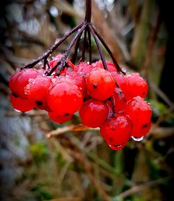 Close-up of red berries growing on tree