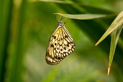 A beautiful paper kite butterfly hanging off a leaf.