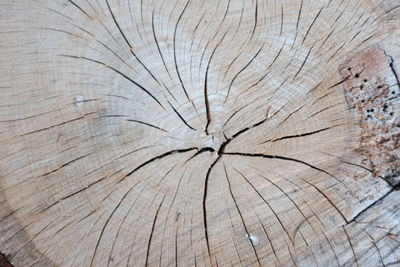 Full frame shot of tree stump