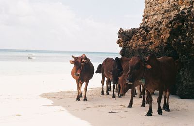 Horses on beach