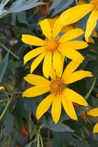 Close-up of yellow flowers blooming outdoors