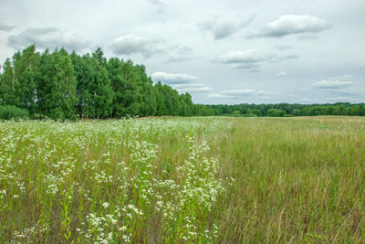 White flowers on a wild meadow, forest and gray clouds in the sky. zarzecze, poland