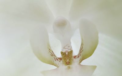 Close-up of white flowers