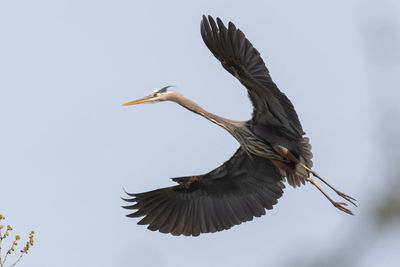 Low angle view of a bird flying