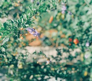 Close-up of purple flowering plant against blurred background