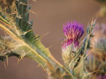 Close-up of thistle flowers