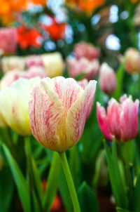 Close-up of pink tulips blooming outdoors