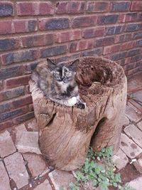 Cat relaxing on brick wall